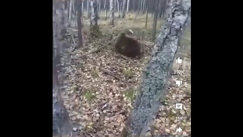 Bear attacking dogs owner blows his head off