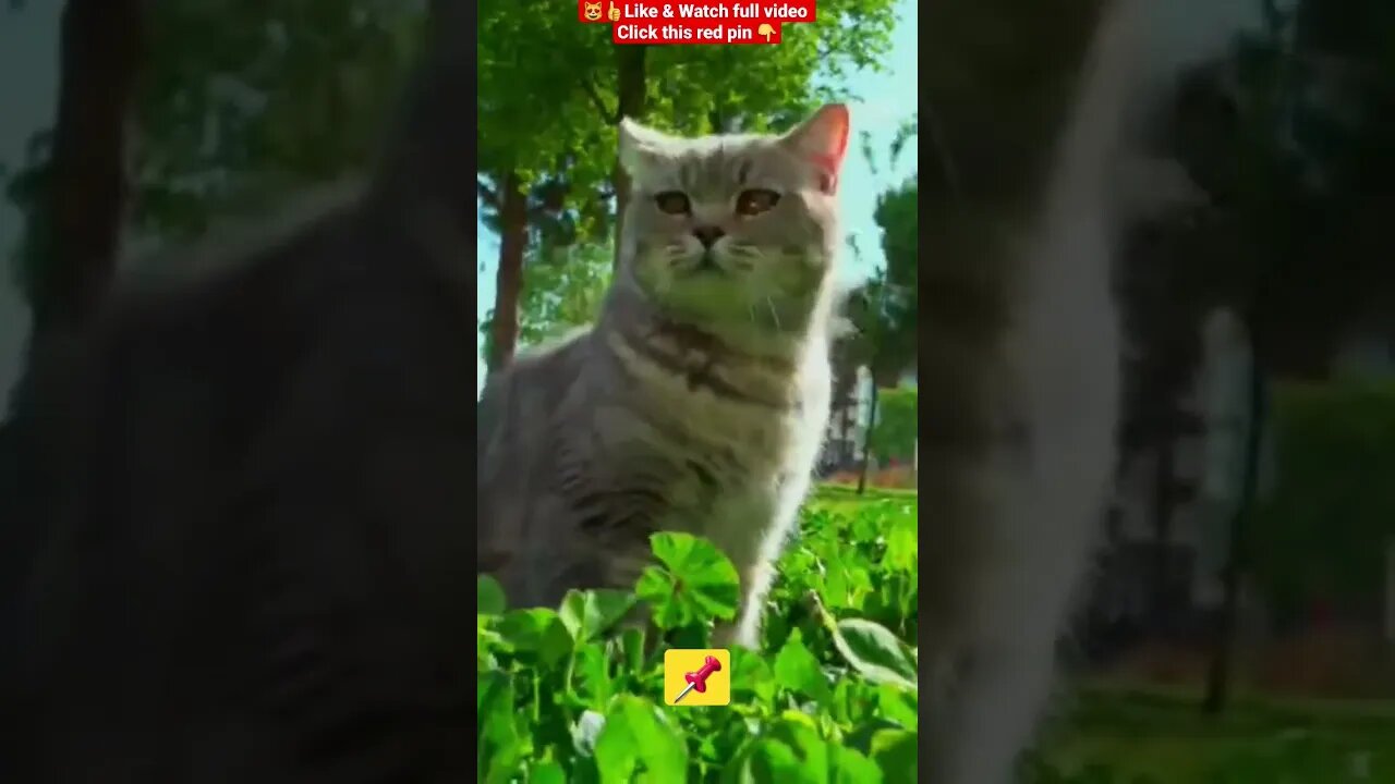 Cute Cat Funny Video 😂1272😹| #cutecatFunny #Cat #cute #catvideos #cats