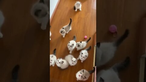 cute cat videos 😹 funny videos 😂 616 😻