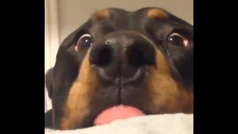 Funny Dogs Reaction To Vet 😆 You'll LAUGH more than you should!