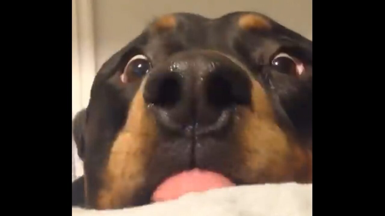 Funny Dogs Reaction To Vet 😆 You'll LAUGH more than you should!