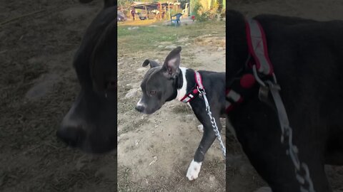 Aggressive American pitbull terrier on Walk