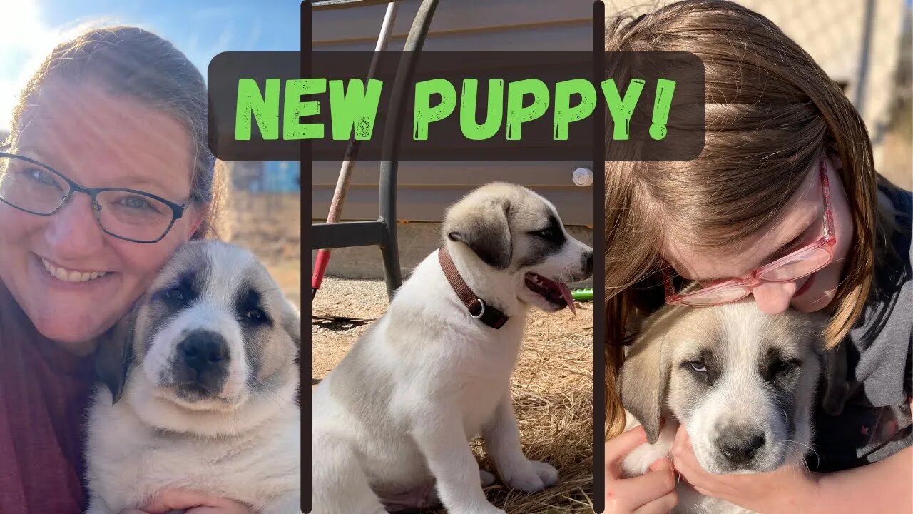 Help Us Name Our New Livestock Guardian Dog