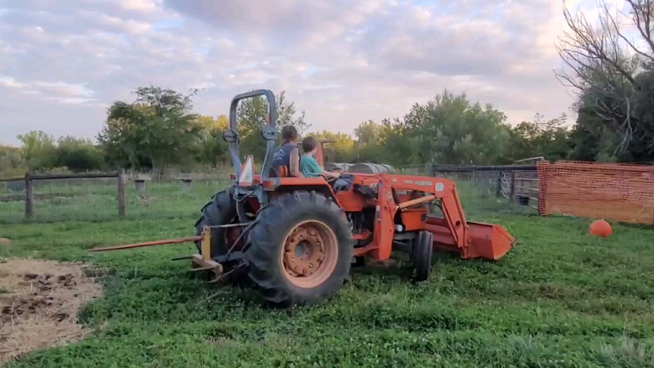 Goats get Hay