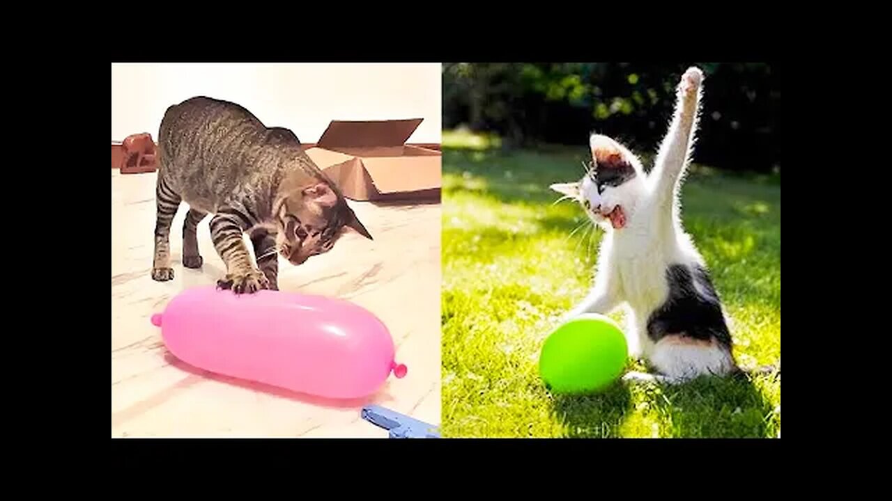 Best Funny Animal Videos Of The 2023 🤣 - Funniest Cats And Dogs Videos 😺😍😂🐶 Funny cat & dog videos 😍