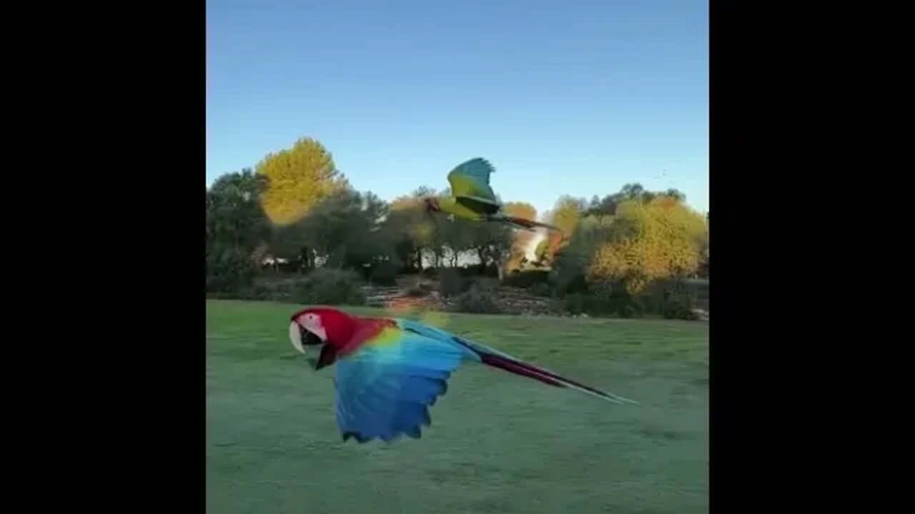 Majestic Macaws - Daily Dose of Nature