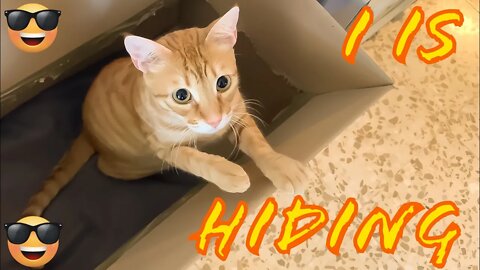 What Are You Doing In That Box?!