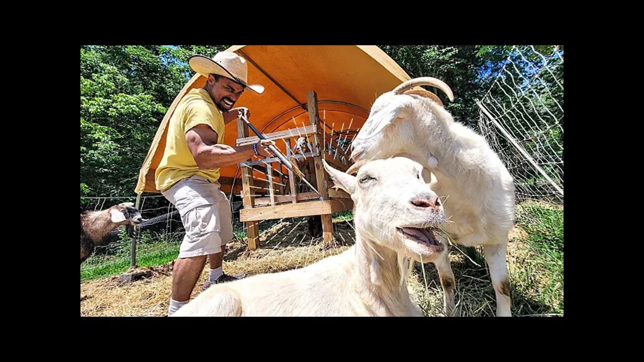 WHAT I Have To Do | Goat & Chicken herding on the Homestead