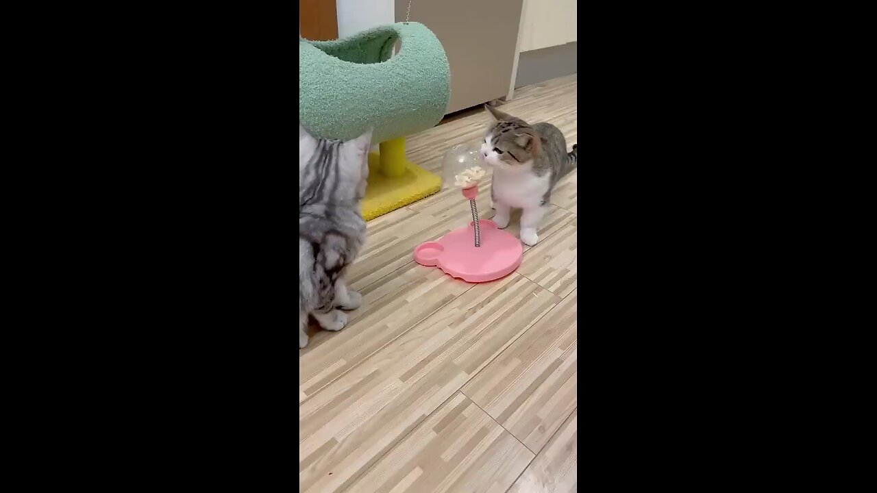 helping and intelligent cats