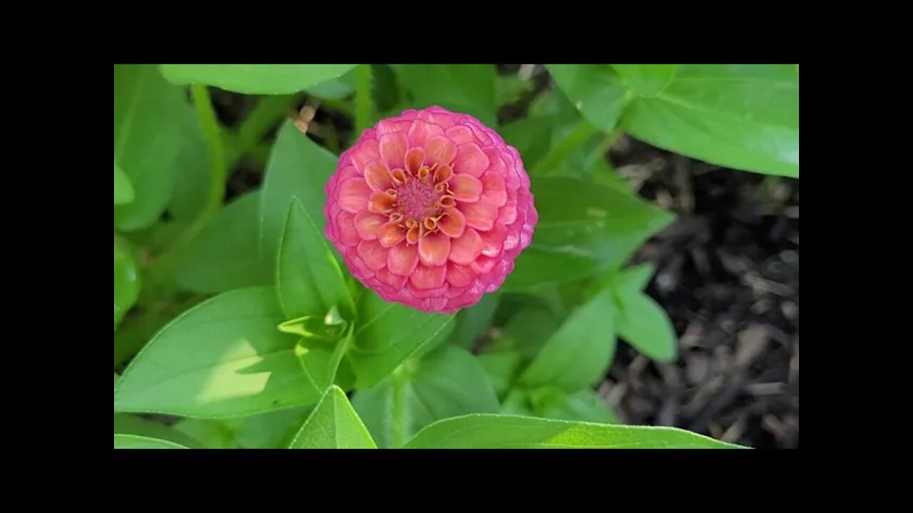 June Garden Tour 2021/Relaxing Tour, ENJOY! See you SOON! #GardenTour #BlessYerHeartHomestead