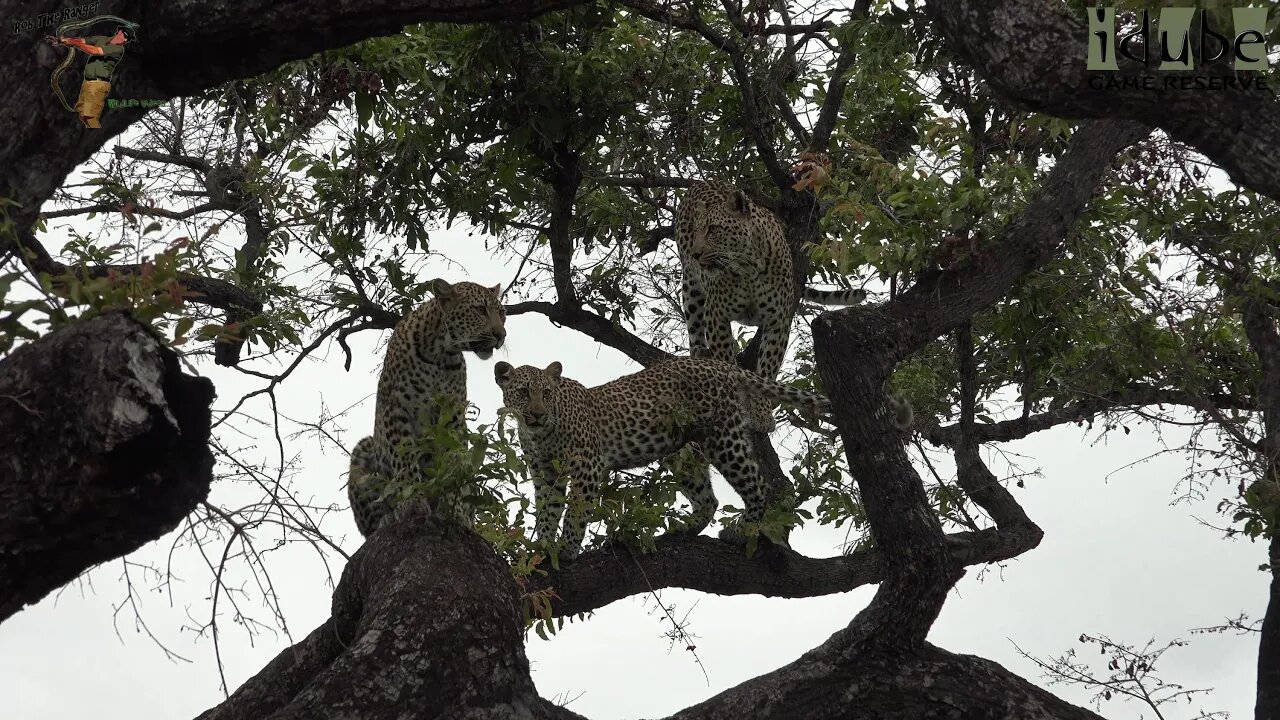 Leap Of Leopards - Mother And Cubs (23): Fun In A Tree