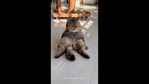 Funniest Cats & Dogs