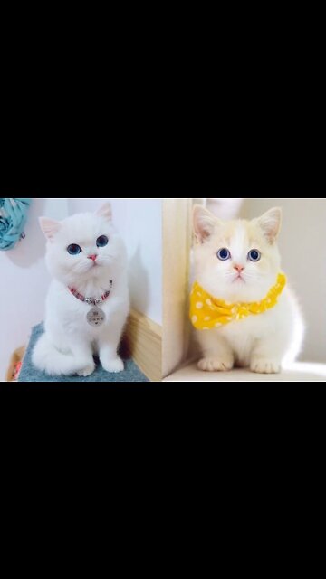 dog training video kannada