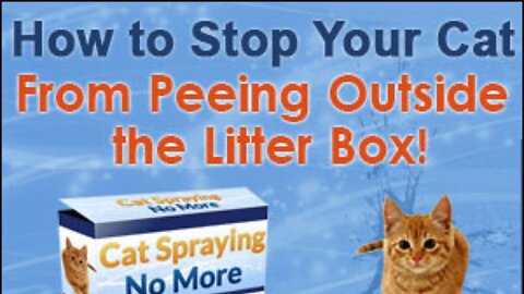 How to work out WHY your cat is peeing in the house in the first place