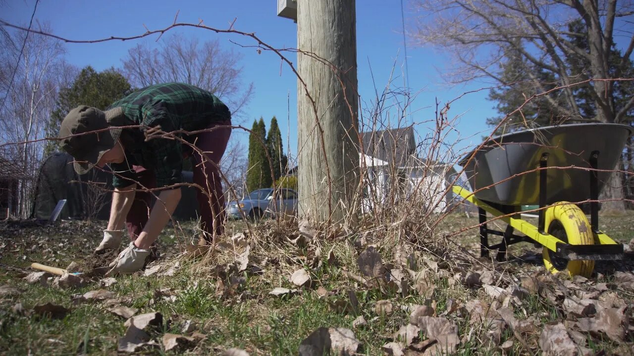 Making a natural privacy hedge using plants we found on our property