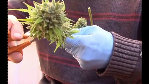 How to Trim Cannabis