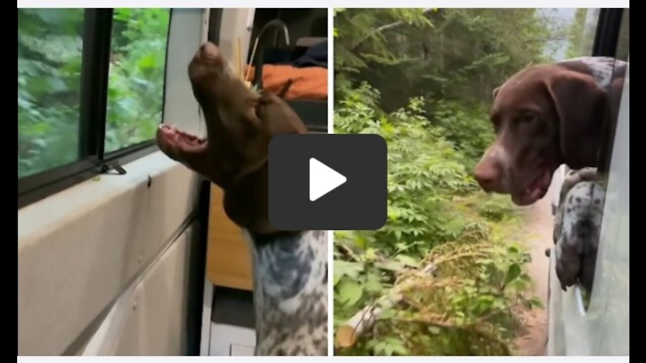 Funny pup constantly attacks tree branches during car ride