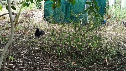 Australian Bushturkey 29th June 2021