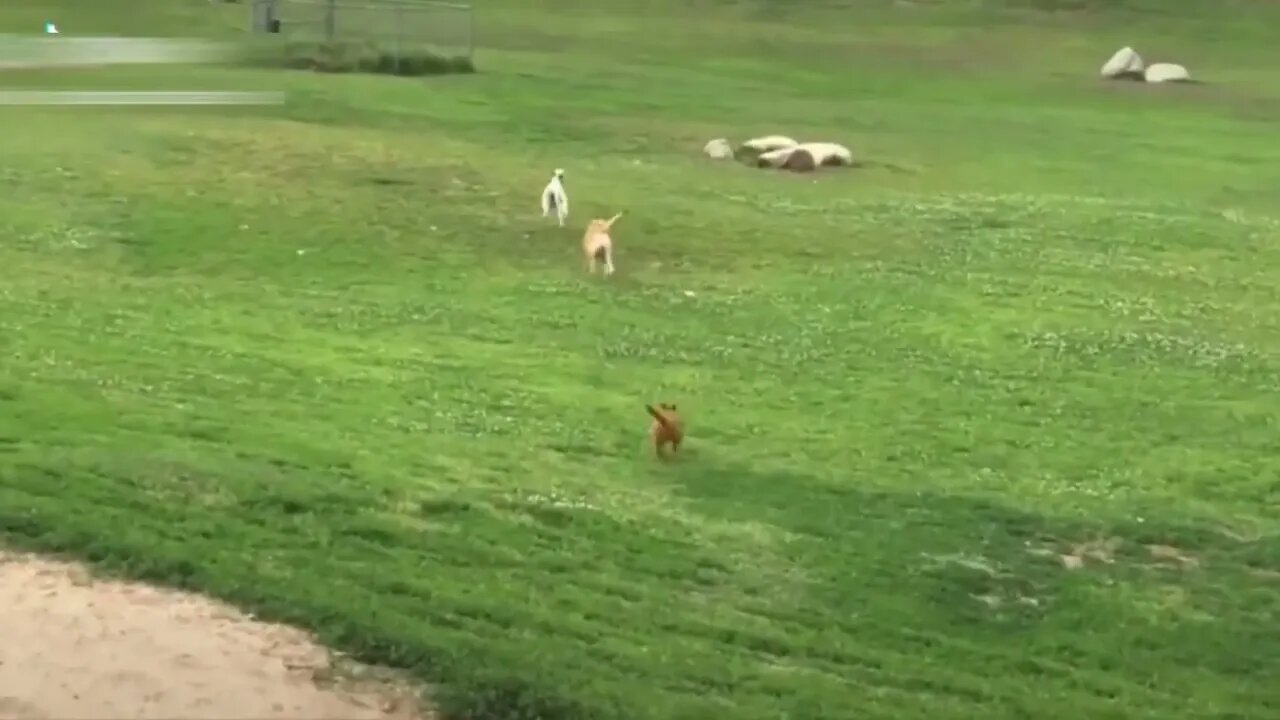 Dogs-Cute and funny dogs-Baby dogs-Puppies video #17