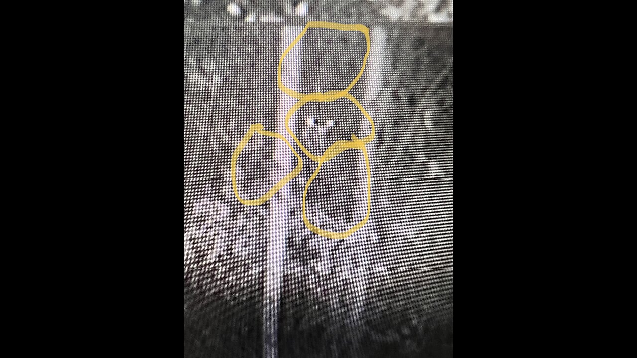 Bigfoot