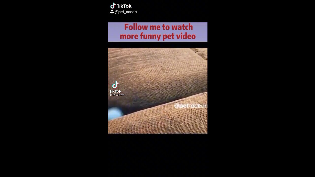 Funny dog and cat videos