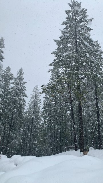 Sierra Snow Day 2