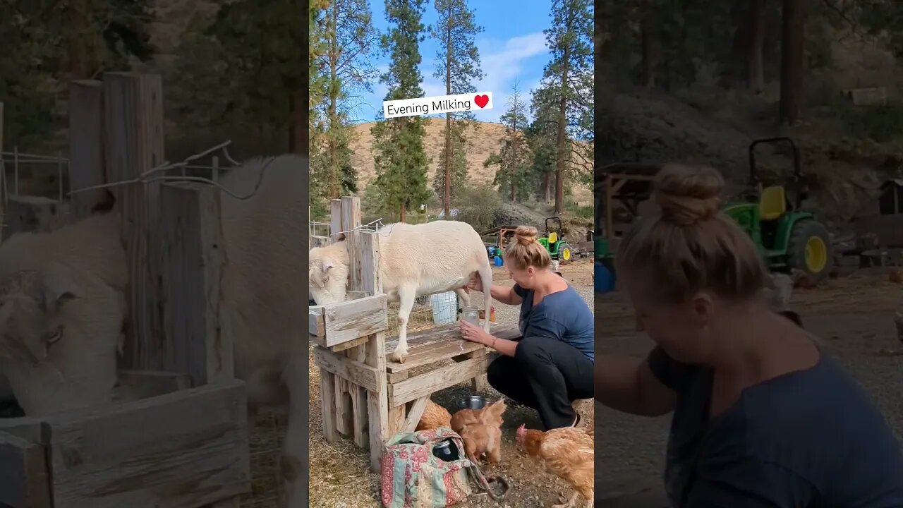 Evening Milking ♥️ #farmlife #goats #homesteading #goatmilk #simplelife #rawmilk #organic