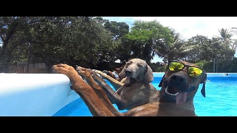 BEST Pets of the Summer 🤣| Funniest Cats and Dogs