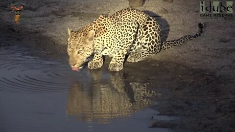 Male Leopard Drinking At Night