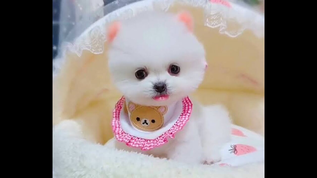 Cute baby animals Videos Compilation cute moment of the animals - Cutest Animals On Earth #TOP
