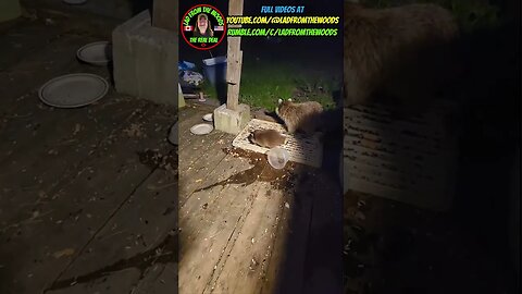 June 29th, 2023 | The Lad's Baby Raccoon Vlog-16 | #shorts