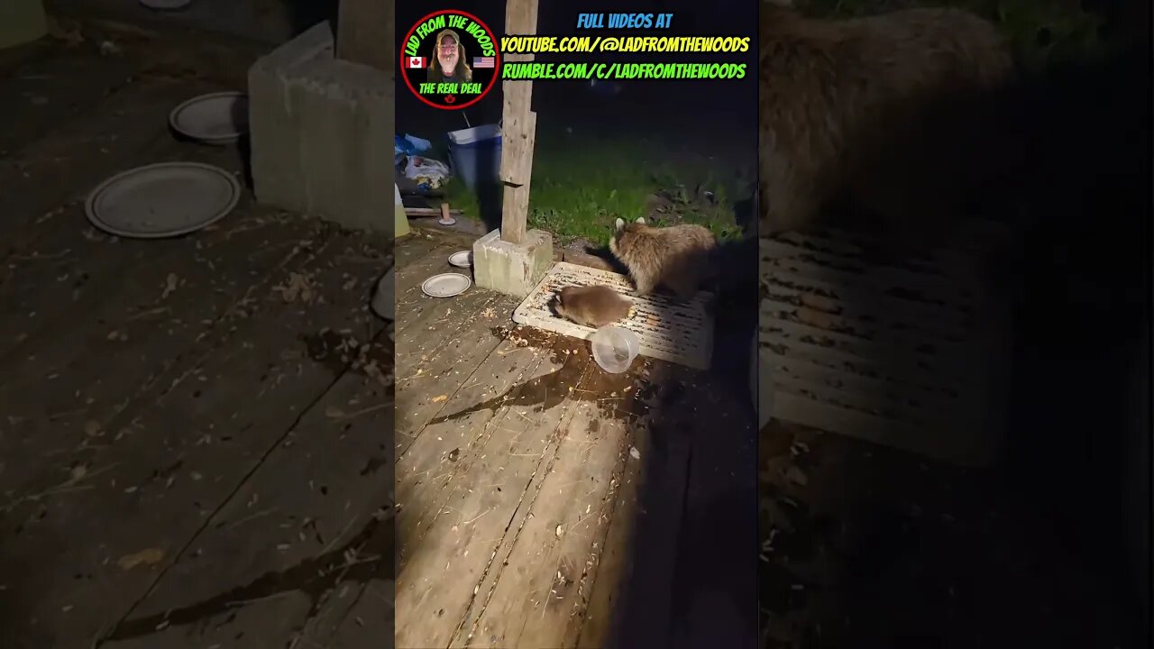 June 29th, 2023 | The Lad's Baby Raccoon Vlog-16 | #shorts