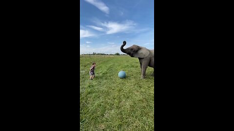 Elephant Soccer