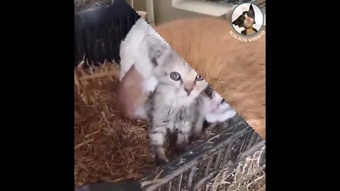 Caring Mothers