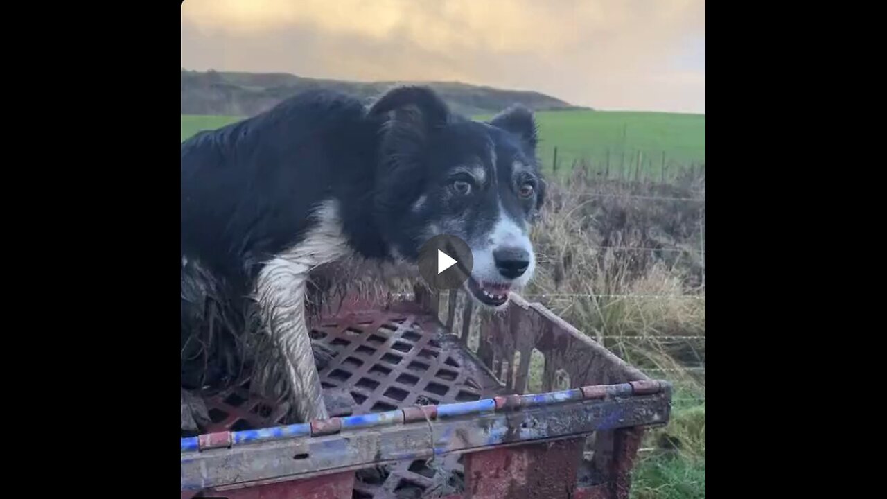 The shepherd dog quickly gathered the sheep to the farm. He is a master of his job!