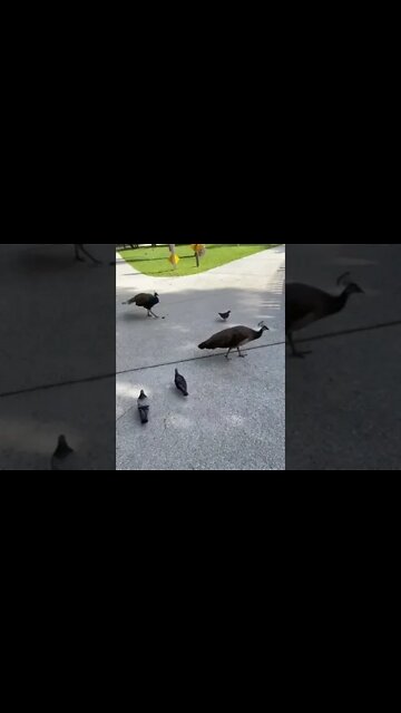 #katyperry Wants to see your Peacock 🦚 cockcock 🤨 #shorts