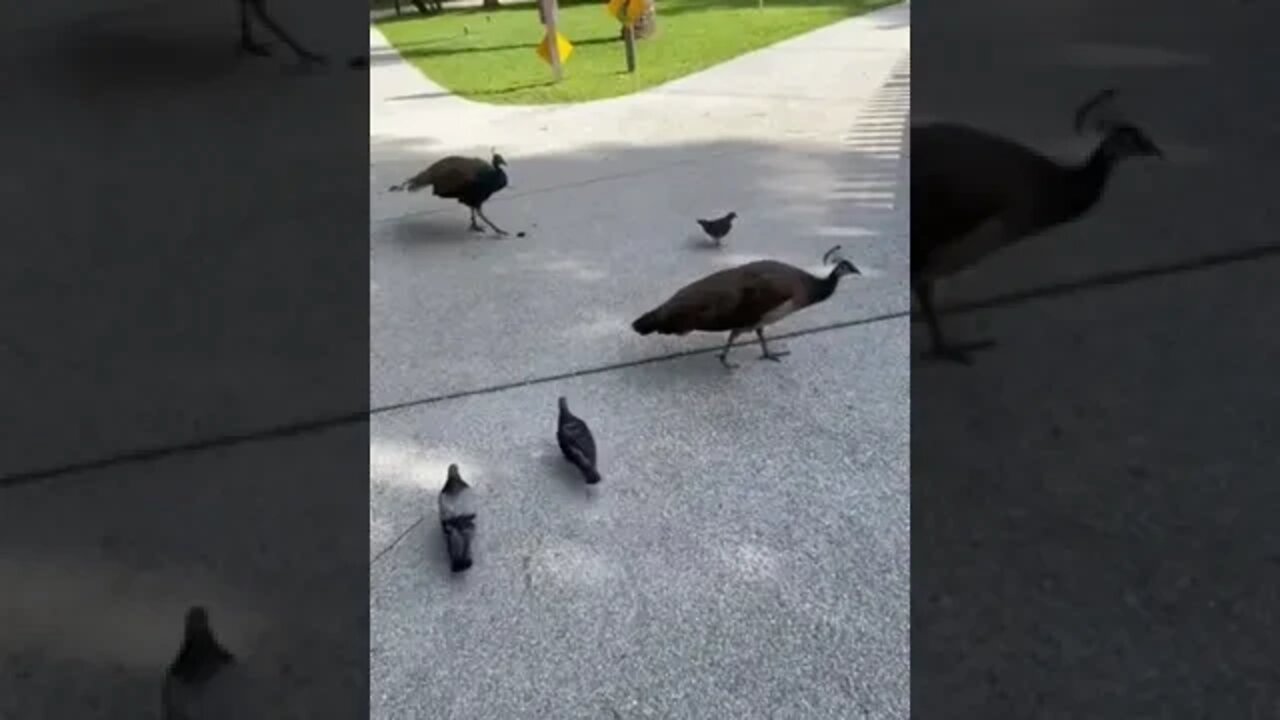 #katyperry Wants to see your Peacock 🦚 cockcock 🤨 #shorts