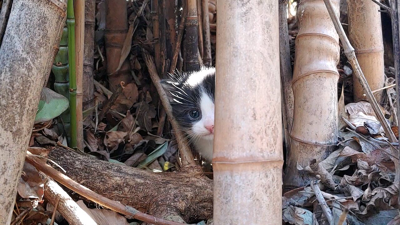 Kitten getting brave