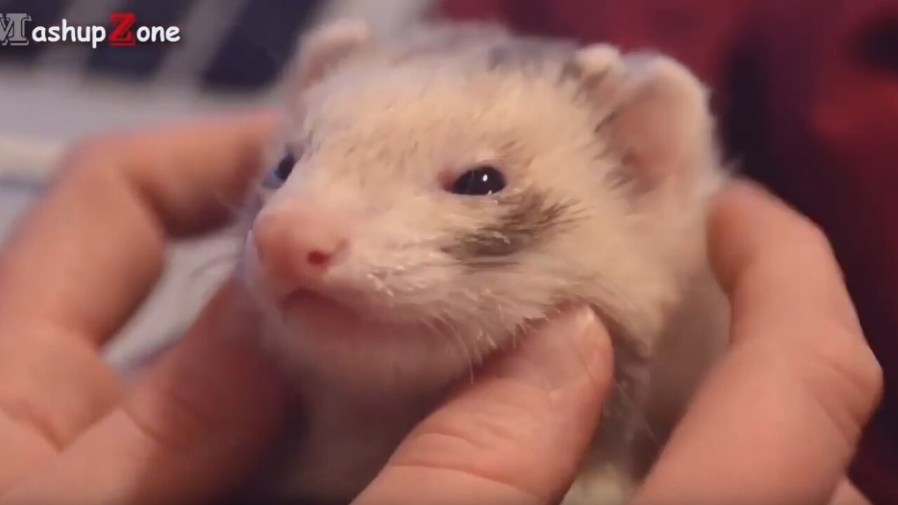 Cute animals cuddling