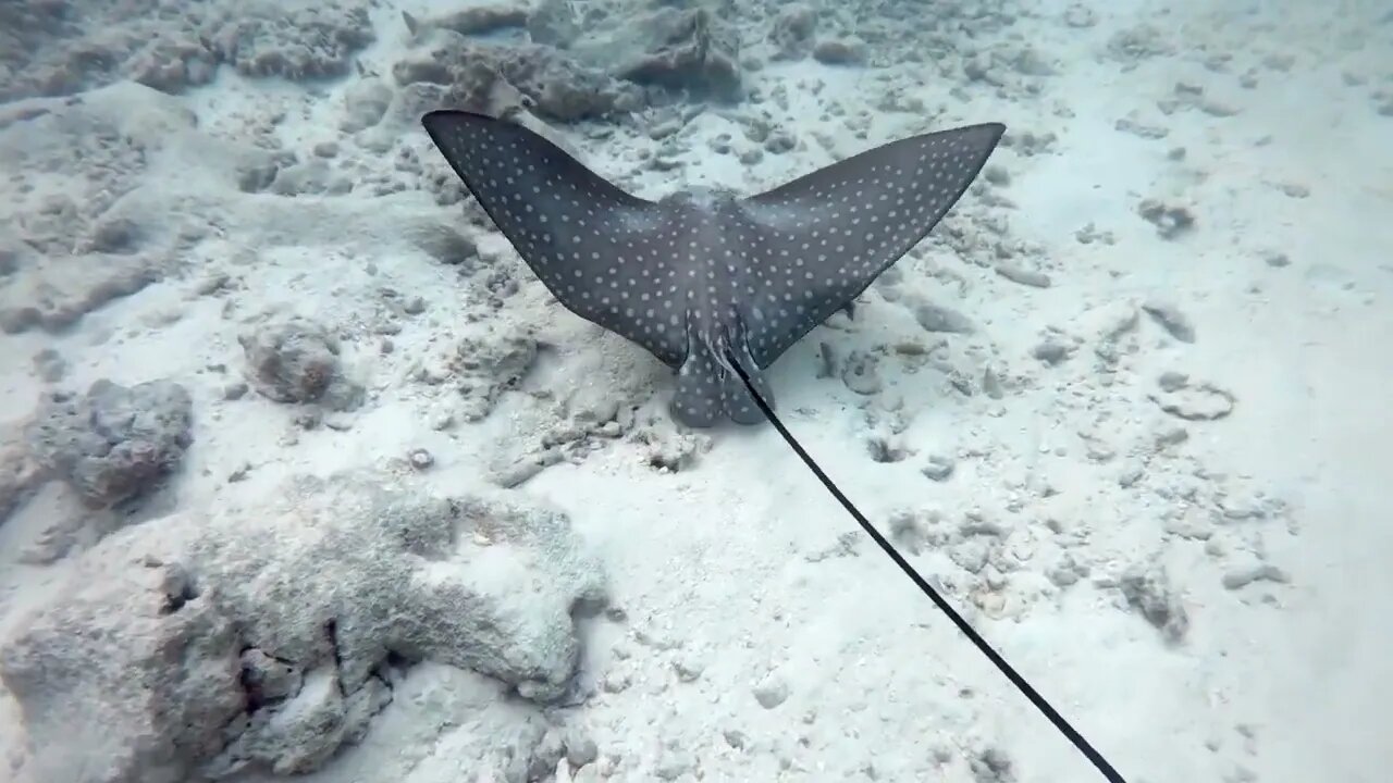 Spotted eagle ray (Aetobatus narinari). Fish swimming in shallow sea water of the Maldives, Indian O