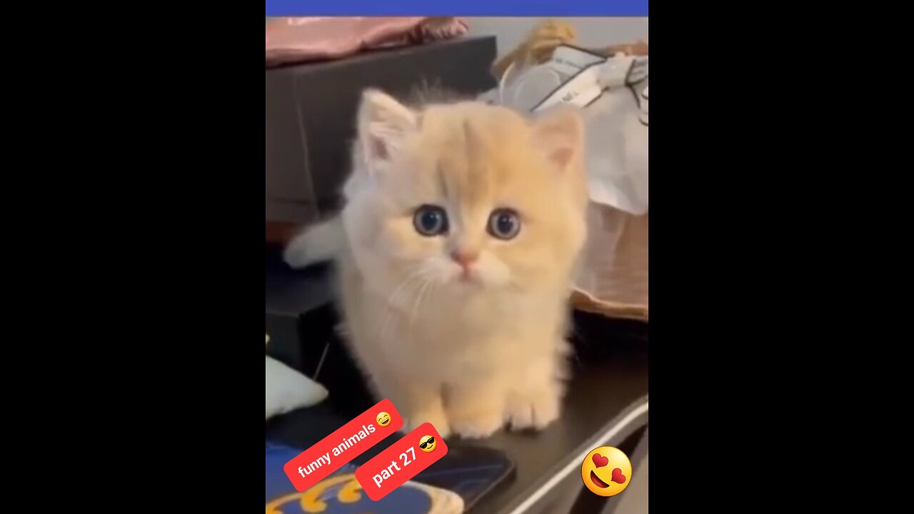 Funny animals part 27 😆 | funny pets | cute animals | cute pets | funny videos