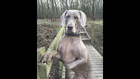 Maverick the Weimaraner