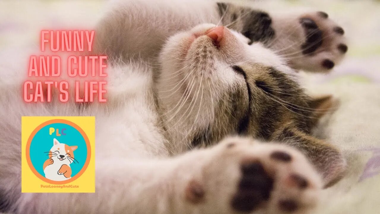 funny and cute cats life (cats and owners are the best friends videos)