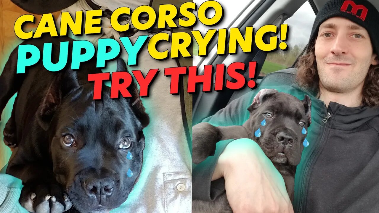 Cane Corso Puppy Crying TRY THIS! Instant Fix