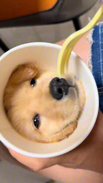 Little Chicken: Don't move, it's a bit itchy! #LittleGoldenFur #LittleChicken #cutepet