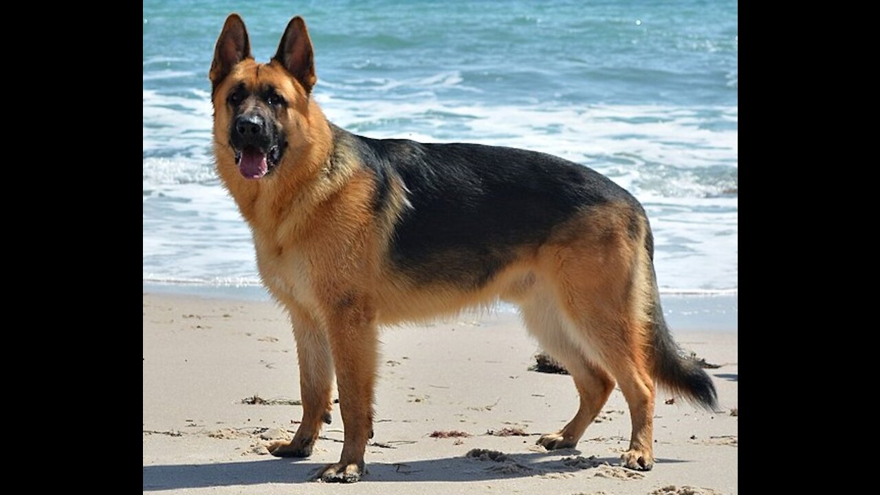 German Shepherd Dog