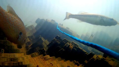 Footage of Bass Fingerlings and Sunfish in Tennessee