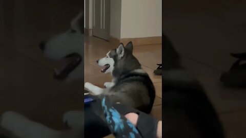 Bobby Husky Idling 🛻🐺
