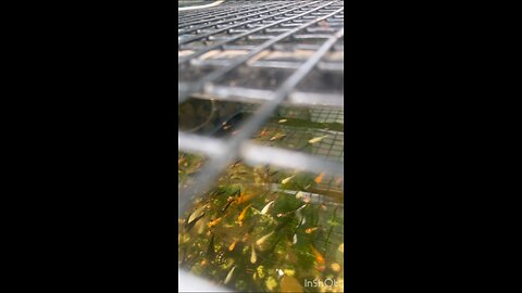 Gold fishes