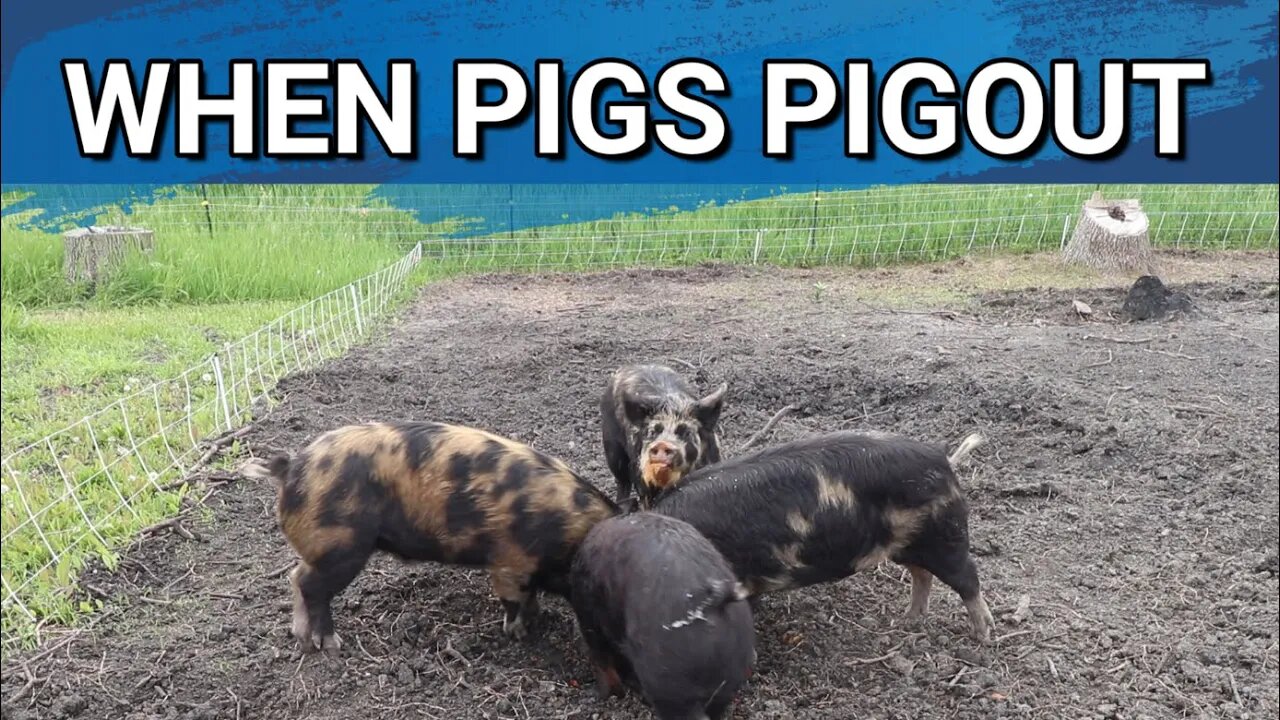 When You Are Gifted With Frozen Veggies For The Pigs | Prepping The North Pasture For Tree Planting